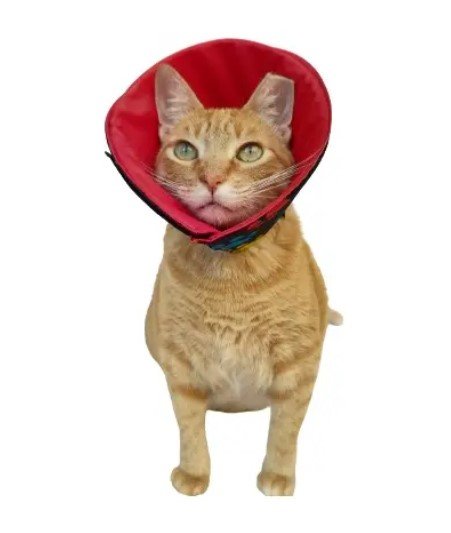 loja pet para gatos colar elizabetano tecido pós cirúrgico