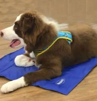 loja pet para cães tapete gelado cooling chalesco